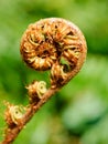 Unfolding fern frond