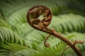 Unfolding fern frond close up Royalty Free Stock Photo