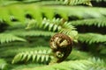 Unfolding fern frond