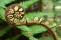 Unfolding fern frond