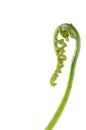 Unfolding fern leaf Royalty Free Stock Photo