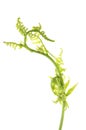 Unfolding fern leaf