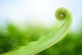 Unfolding fern leaf