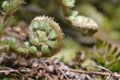 An unfolding fern