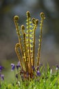 Unfolding fern