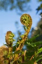 Unfolding Fibonacci Spiral Royalty Free Stock Photo