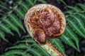 Unfolding leaf of a fern in the Helderberg Nature Reserve