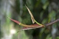 Unfolding leaf of a philodendron plant