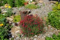 Unforgettable landscape of the bed of small red flowers and the stump in the center.