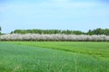 Spring landscape with blooming cherries in the distance. Royalty Free Stock Photo