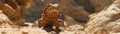 A Desert Dragon Camouflage A Lizard Disguised as Stone, Hunting Its Prey with Silent Precision in the Harsh Landscape