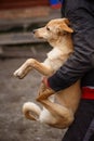 The unfortunate redheaded dog. People help homeless animals.