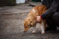 The unfortunate redheaded dog. People help homeless animals.