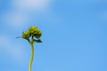 Unfruited sunflower Royalty Free Stock Photo