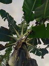 unfruitful banana tree in the garden home Royalty Free Stock Photo