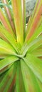 Unfruitful pineapple tree with beautiful leaves. Royalty Free Stock Photo