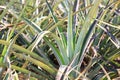 Unfruitful pineapple tree in a fruit orchard Royalty Free Stock Photo