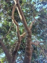unfruitful rambutan tree branches under the blue sky Royalty Free Stock Photo