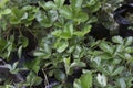 unfruitful strawberry plant in the garden Royalty Free Stock Photo