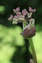 Unfurling Common Hogweed flowers, Heracleum sphondylium, Cow Parsnip, Eltrot, close up on a diffused green background Royalty Free Stock Photo