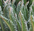 Unfurling Cycad / Cicad fronds Royalty Free Stock Photo