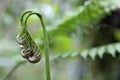 Unfurling Fern fiddlehead Royalty Free Stock Photo