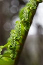 Unfurling fern Royalty Free Stock Photo