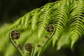 Unfurling fern frond and koru