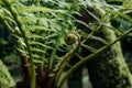 Unfurling Fern Frond in Lush Greenery Royalty Free Stock Photo