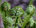 Unfurling Ferns Getting Ready to Open