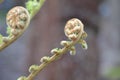 Unfurling fiddlehead fern frond Royalty Free Stock Photo