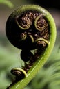 Unfurling frond of the Tree Fern Royalty Free Stock Photo