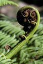 Unfurling frond of the Tree Fern Royalty Free Stock Photo
