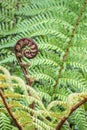 Unfurling koru - New Zealand silver fern frond Royalty Free Stock Photo