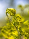 Unfurling new Fern leaf Royalty Free Stock Photo