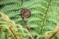 Unfurling New Zealand silver fern frond with copy space Royalty Free Stock Photo
