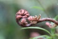 Unfurling pink fern II Royalty Free Stock Photo