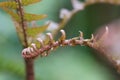 Unfurling pink fern