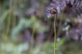 Unfurling silver fern frond. Iconic New Zealand Koru Royalty Free Stock Photo