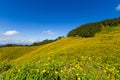 Ung Bua Tong Mexican sunflower