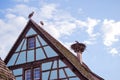 Ungersheim : Storks in their nest on an old traditional roof at the eco-museum of Alsace