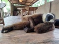 ungko monkeys or gibbons are sitting and relaxing at a zoo visitor resting area in Lombok, Indonesia Royalty Free Stock Photo