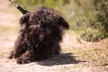 Ungroomed shaggy Puli dog walking outside in summer Royalty Free Stock Photo