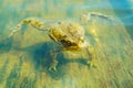 Ungry frog in water Royalty Free Stock Photo