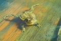 Ungry frog in water Royalty Free Stock Photo