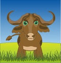 Ungulate animal buffalo on green year glade