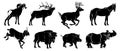 Ungulate Animals Silhouettes Set. Bighorn, elk, stag, mustang, saiga, bison, wild pig, Rhinoceros.