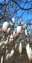 Unhairy magnolia buds. Multicoloured. Dark violet and the white.