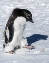 Unhappy Adelie Penguin, Antarctica Royalty Free Stock Photo