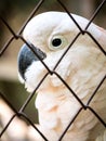Unhappy bird imprisoned in cage